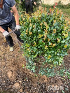 冠幅120厘米茶梅球