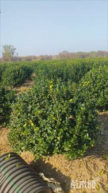 冠幅100厘米无刺枸骨球