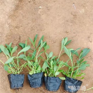 高度20厘米柳叶马鞭草