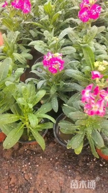 高度15厘米紫罗兰