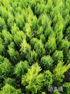 高度15厘米洒金柏