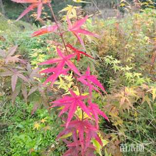 0.4公分日本红枫