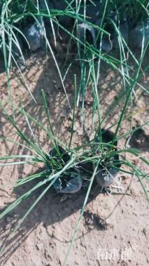 高度15厘米葱兰