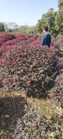 冠幅120厘米红花继木球