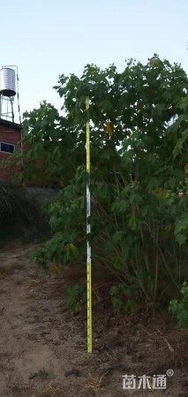 高度200厘米木芙蓉