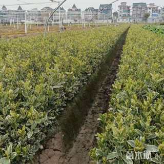 高度15厘米金边黄杨小苗