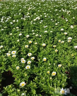 高度35厘米白晶菊