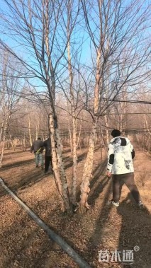 高度900厘米丛生河桦