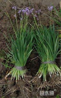 高度25厘米紫娇花