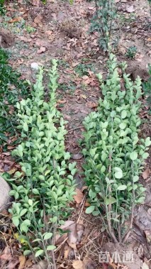 高度160厘米北海道黄杨