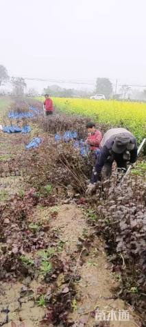 高度60厘米红叶李小苗