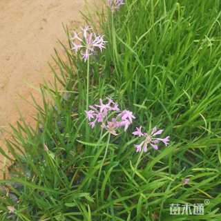 高度20厘米银边山菅兰