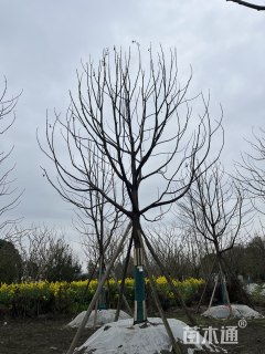 19公分小叶香樟