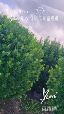 冠幅150厘米大叶黄杨球