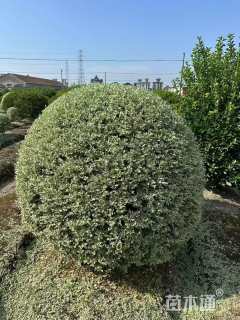 冠幅190厘米银姬小蜡球