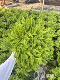 高度20厘米波斯顿蕨