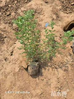 高度30厘米银露梅