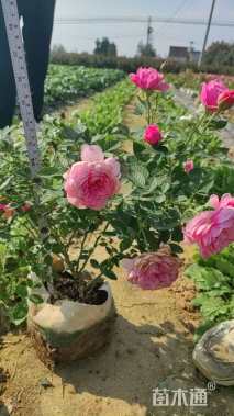 高度45厘米欧洲月季