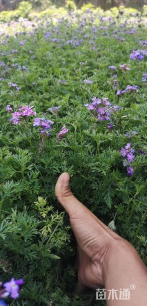 高度25厘米美女樱