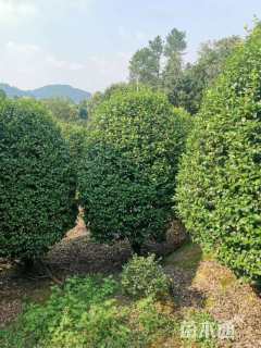 冠幅220厘米茶花球