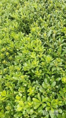 高度25厘米海桐