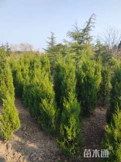 高度180厘米蜀桧