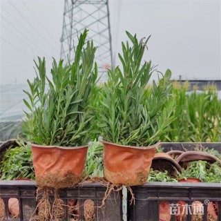 高度20厘米薰衣草