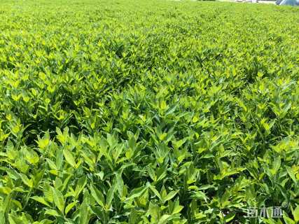 高度40厘米法国冬青