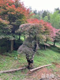 高度280厘米羽毛枫