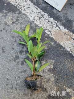 高度35厘米法国冬青