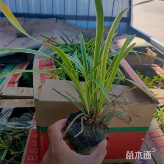 高度16厘米金边麦冬