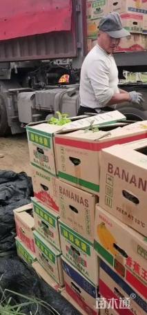 高度40厘米德国鸢尾