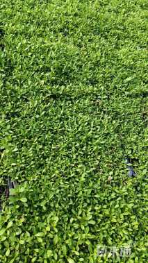 高度5厘米姬岩垂草