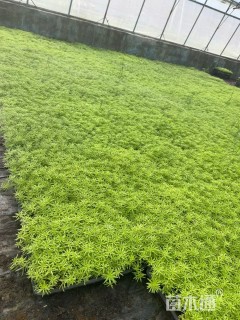 高度5厘米佛甲草