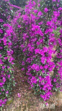 高度200厘米三角梅藤条