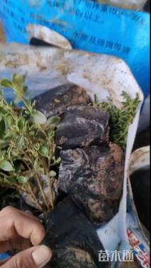 高度30厘米金边六月雪