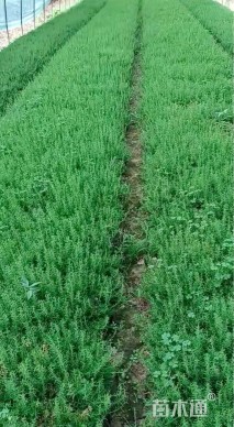 高度20厘米芝樱