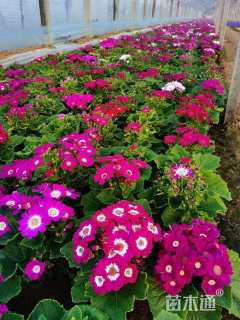 高度20厘米瓜叶菊