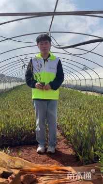 高度25厘米翠芦莉