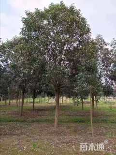 12公分大叶女贞