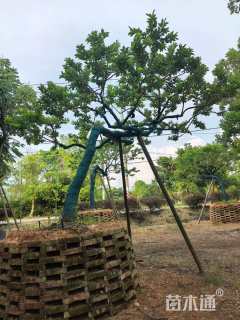 15公分造型冬青