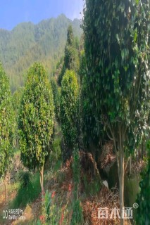 高度220厘米茶花-红露珍