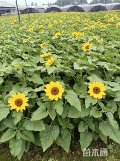 高度25厘米向日葵
