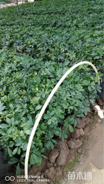 高度25厘米鹅掌柴