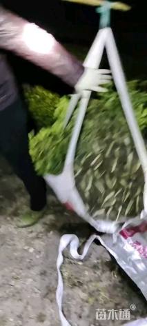 高度25厘米小叶栀子