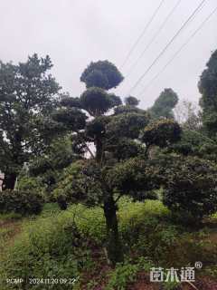 断根苗造型罗汉松