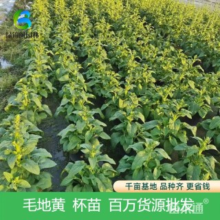 高度30厘米毛地黄