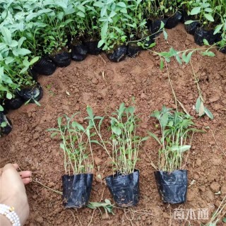 高度18厘米美丽月见草