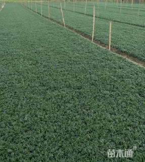高度10厘米玉龙草