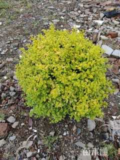 冠幅60厘米亮晶女贞球